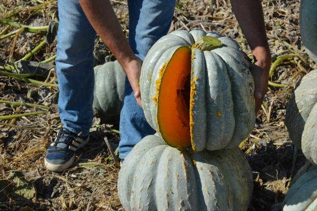 Büyük şehirlerin "bal kabağı" Afyonkarahisar'dan gidiyor